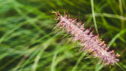 Delicate purple fountain grass seed head gracefully swaying among blades of lush green grass
