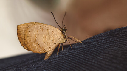 Delicate textured butterfly resting peacefully on blue fabric with blurred backdrop