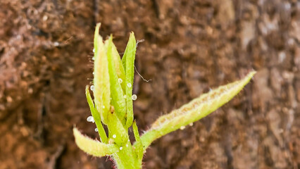 A macro glimpse of a budding plant glistening with droplets against bark texture
