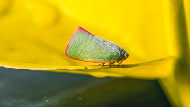 Delicate planthopper resting gracefully on a radiant yellow flower petal closeup photography
