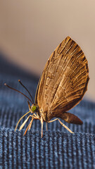 Detailed close up showcasing a beautiful brown butterfly resting on blue patterned material