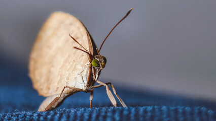 Close-up details capture the fragile beauty of a delicate brown butterfly perched gracefully on a...