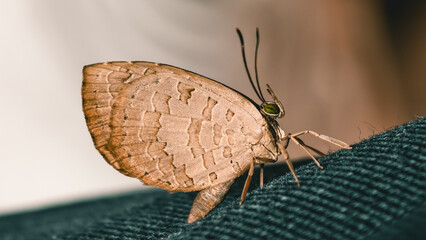 Detailed Close-up of a Beautiful Brown Butterfly Perched on Textured Fabric Surface