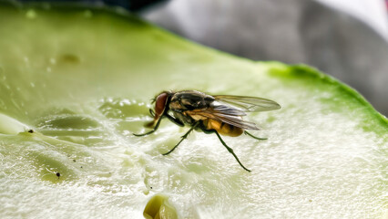 Detailed close-up of a fly standing on a juicy piece of cucumber