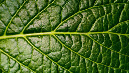 Detailed close-up of a textured green leaf highlighting intricate vein patterns and vibrant