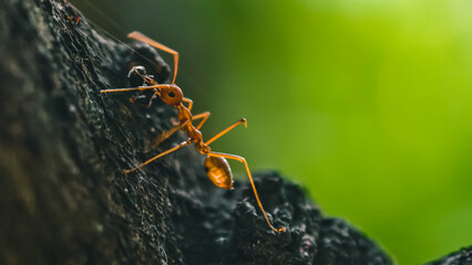 Detailed macro shot of a weaver ant clinging to a weathered tree trunk amidst lush foliage