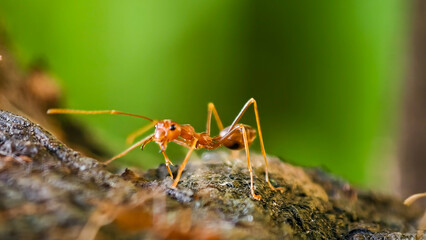 Detailed macro shot of an orange ant exploring a weathered branch