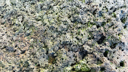 Eroded seaside rock formation exhibiting unique textures and the beginnings of mossy colonization