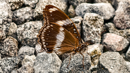 Exotic Brown Butterfly on Grey Gravel