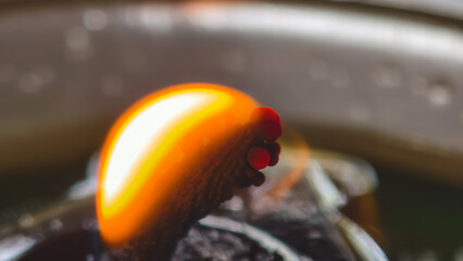 Light the fire on the surface of the liliberminal. Macro views about incandescent brilliance