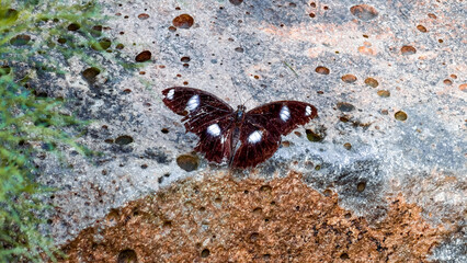Intricate butterfly resting on textured rock surface displaying delicate patterns and colors