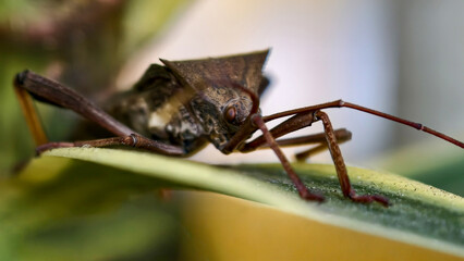 Intricate close-up of a brown stink bug resting on a vibrant green leaf vein structure