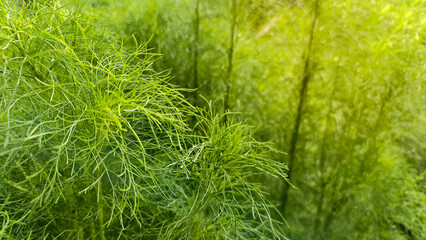 Lush dill foliage in a sun-drenched garden displays delicate feathery texture and vibrant green