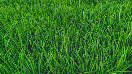 The fertile green rice fields form a solid carpet texture in the lively sunlight