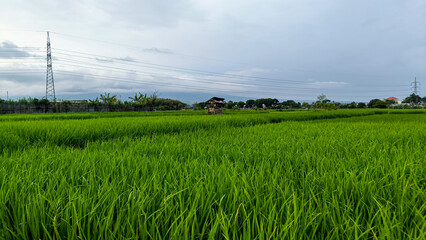Lush green rice paddy under a serene sky with electricity pylons standing in the horizon