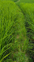 A path winds through a vibrant green rice paddy field, showcasing the lush vegetation