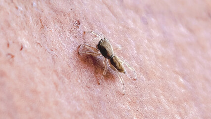 Macro shot of a minuscule jumping spider exploring human skin texture detail