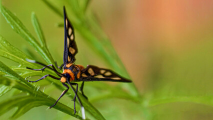 Striking Moth Resting on Vibrant Greenery Depicted in Detailed Close-Up Photography