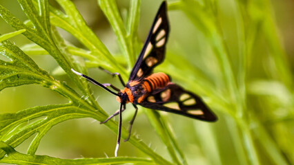 Striking tiger moth perched on vibrant green foliage in close up detail showcasing nature