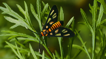 Striking nine spotted moth resting amongst vibrant green foliage in its habitat ecosystem