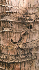 Textured bark of a palm tree providing intricate patterns and natural formation detailing