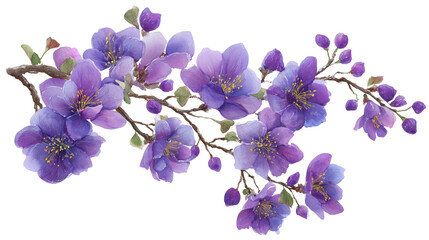 color sakura flower isolated on white	
