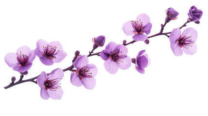color  sakura flower isolated on white	

