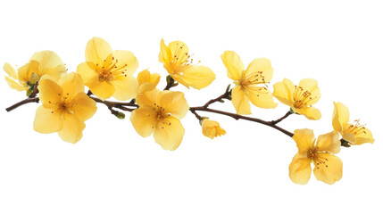 color sakura flower isolated on white	
