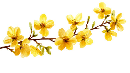color sakura flower isolated on white	
