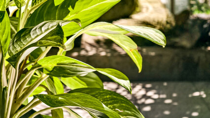 Verdant elegance: Captivating Chinese evergreen with luminous foliage and nuanced shades evokes