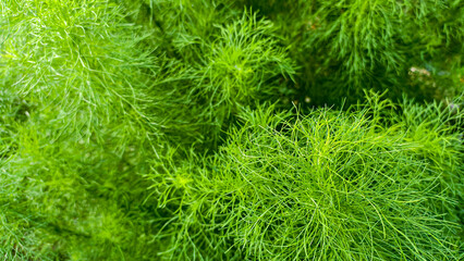 Vibrant green dill plants showcasing intricate foliage and a fresh herbal texture