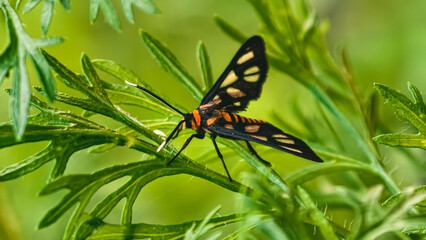 Vibrant hubner's wasp moth resting on a lush leafy plant in a tranquil natural setting