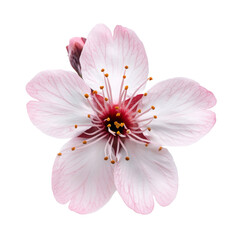 pink  sakura flower isolated on white	
