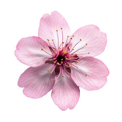 pink  sakura flower isolated on white	
