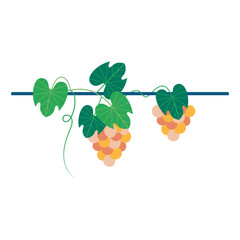 Ripe grapes drooped heavily from the vine above. Homegrown concept vector illustration.