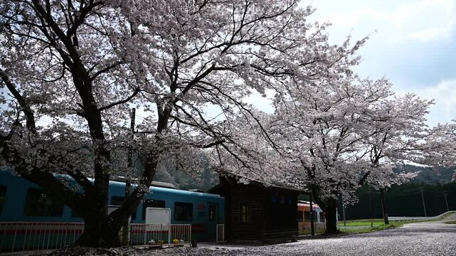 桜咲く高科駅を発車する樽見鉄道ハイモ330 （樽見鉄道 高科, 2025年4月）