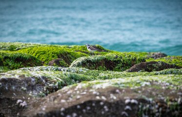 Laomei, Taiwan - An Oriental Plover stands on vibrant green algae-covered reef along the coastal shore during spring. A striking natural contrast against the ocean.