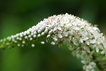 オカトラノオのアップ