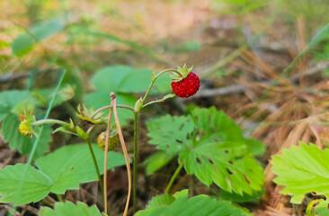 Wild strawberry growing on mossy forest floor