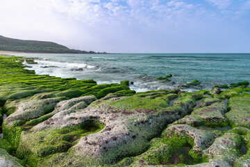 Green algae blankets the coastal reef in spring at Shimen, creating a vivid landscape as ocean...