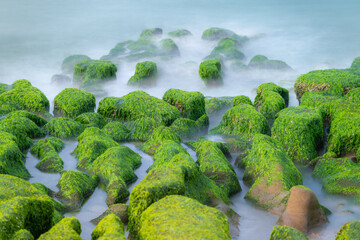 Green algae carpets the coastal rocks at Laomei Green Reef during spring, creating a striking...