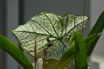 Photo Of A Big And Healthy Caladium Plant