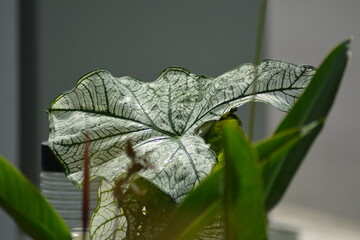 Photo Of A Big And Healthy Caladium Plant