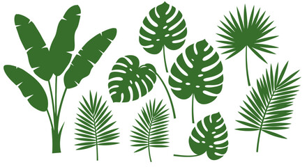 Collection of Tropical Leaves