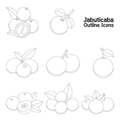 Jabuticaba Different Styles Outline Vector Art. Jabuticaba Icons And Graphics Illustration Adobe Stock