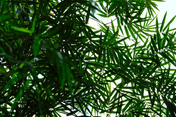 green leaves in the wind
