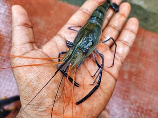 big fresh blue leg river prawn in hand HD
