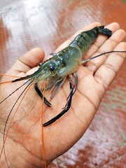 big fresh blue leg river prawn in hand HD