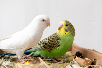 Albino and green budgie