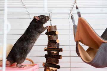 Portrait of domestic rat on a cage